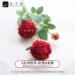 九千谷 3215假花花束装饰摆件仿真花瓣室内造景观仿真花3头红色洋牡丹6支装61cm